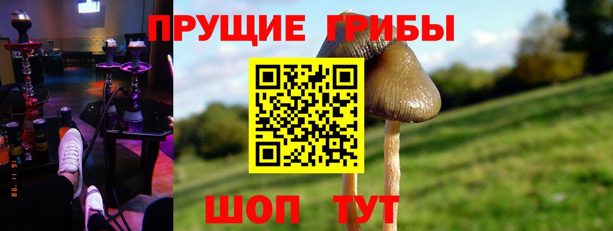 Галлюциногенные грибы Psilocybe  Алатырь 